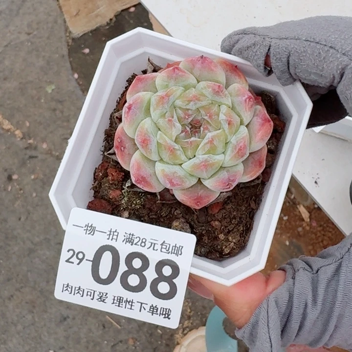 秘境冰魄多肉多肉多肉植物多肉
