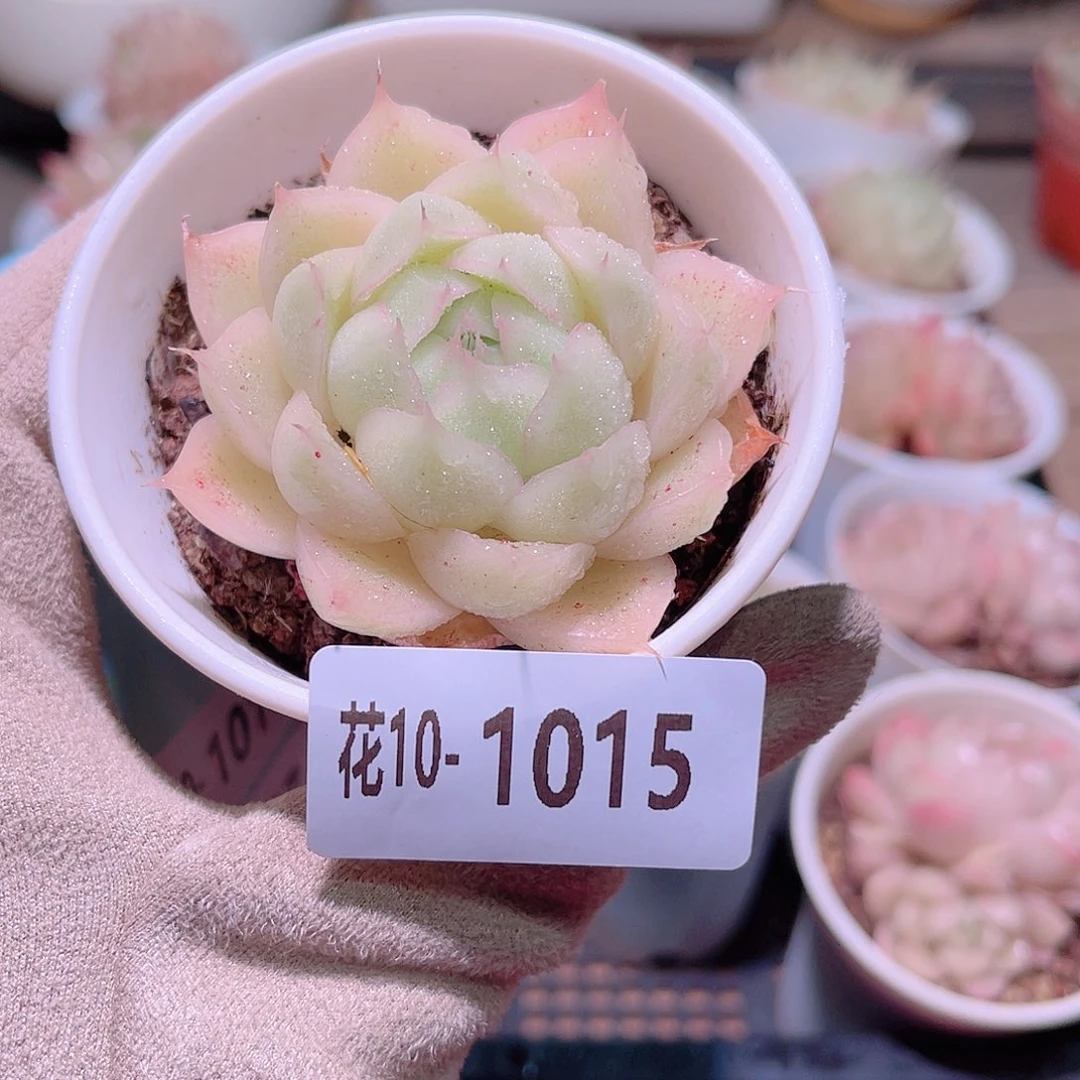 花利美10-1015麦秆