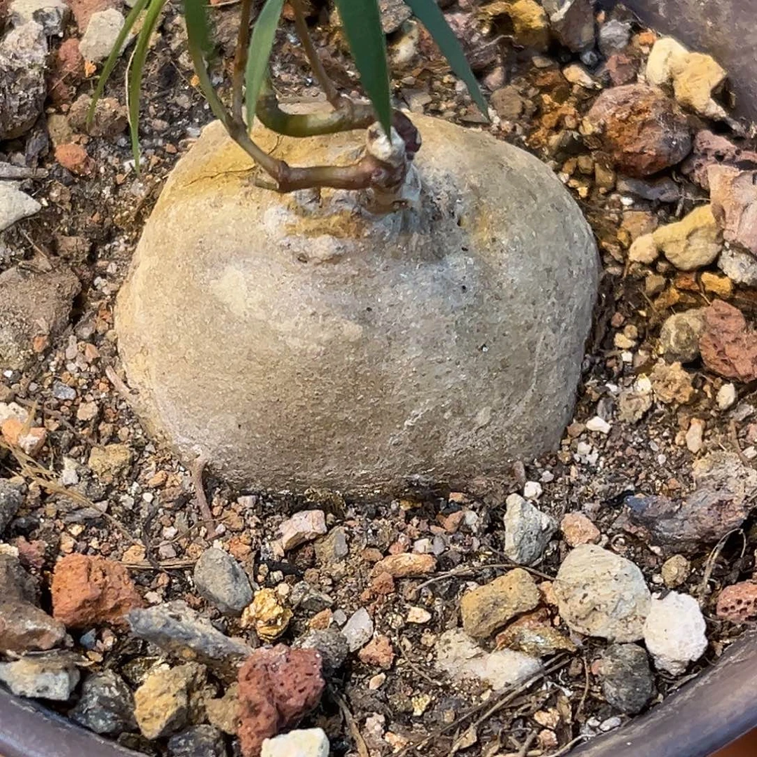 精品润肺草，双芽点