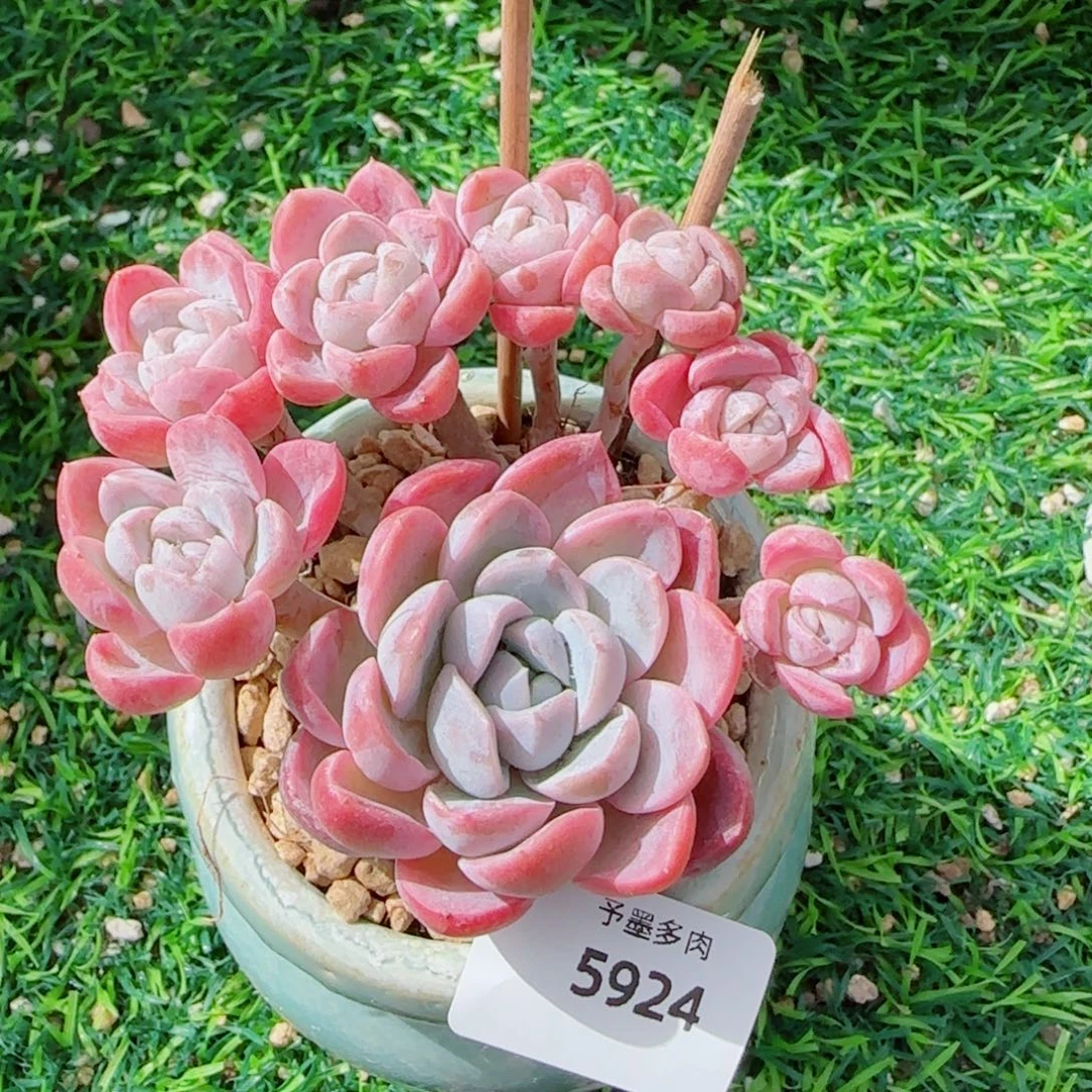 长杆粉胖虎，5924多肉植物