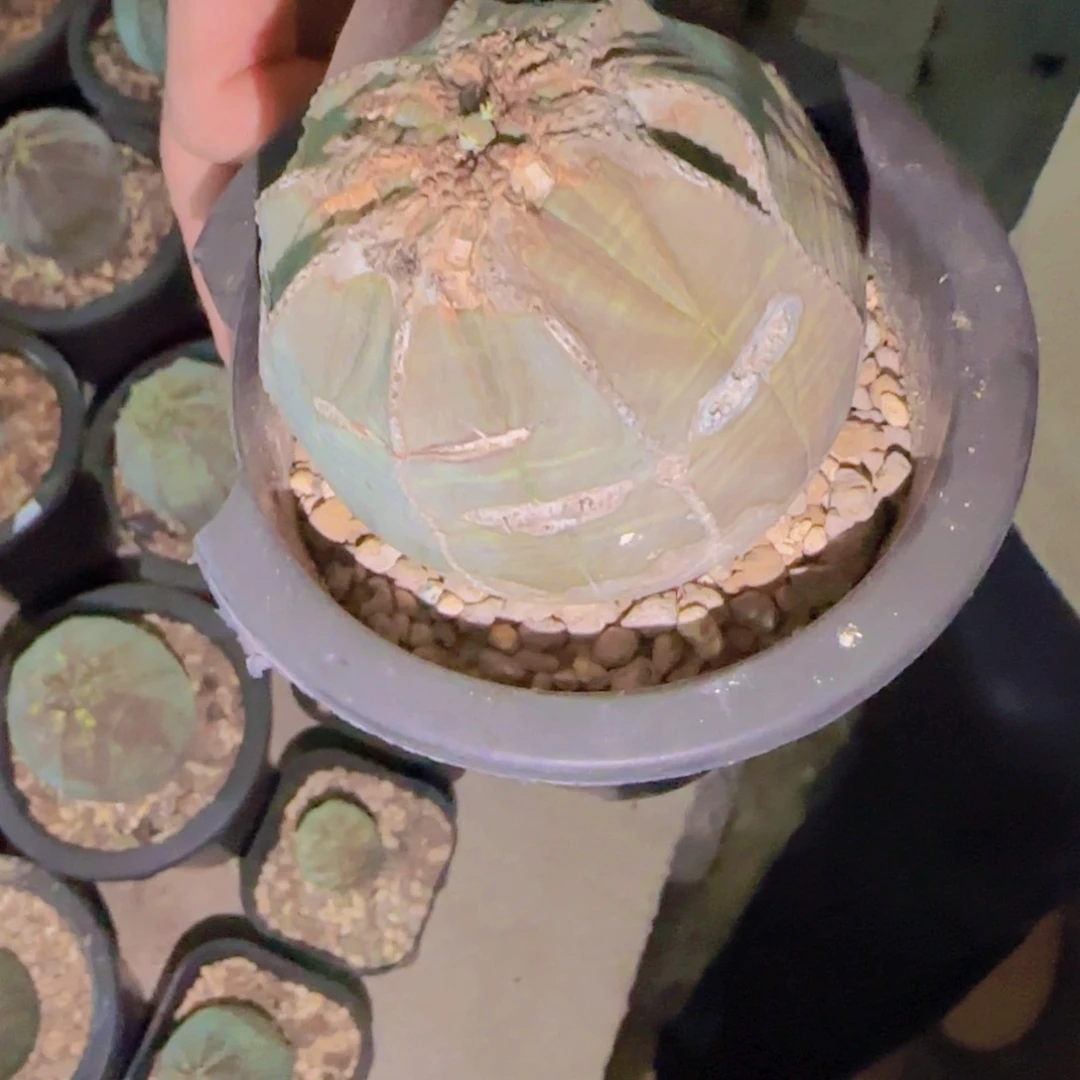 用****3块根植物块根植物