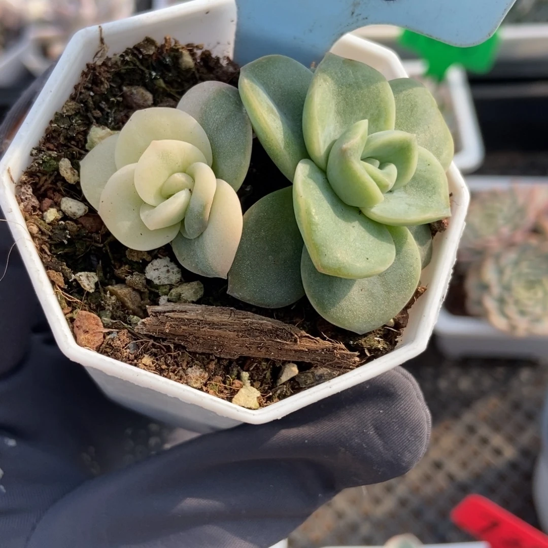 1816可爱玫瑰锦多肉植物