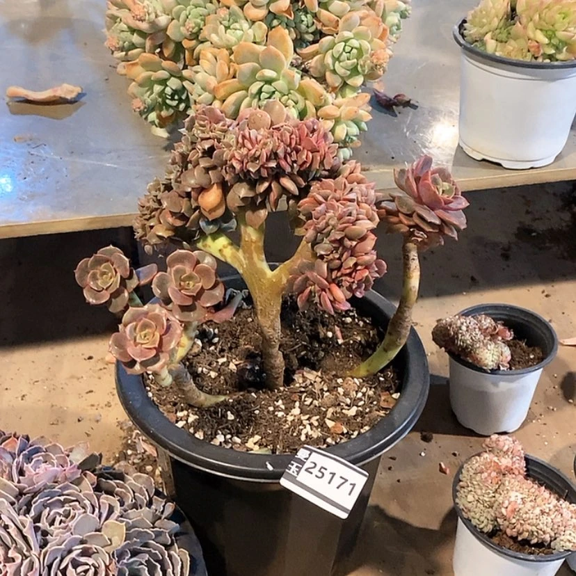 【闪购商品】大红袍缀25171