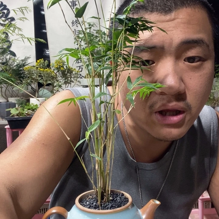 睿***了以实际为准盆景盆栽绿植58