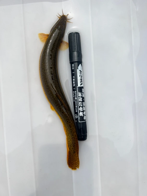 圆青鳅土泥鳅溪流泥鳅