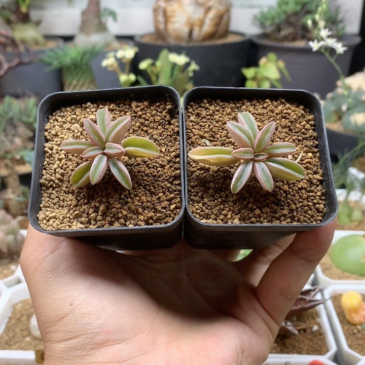 粉背椒草2颗脱土