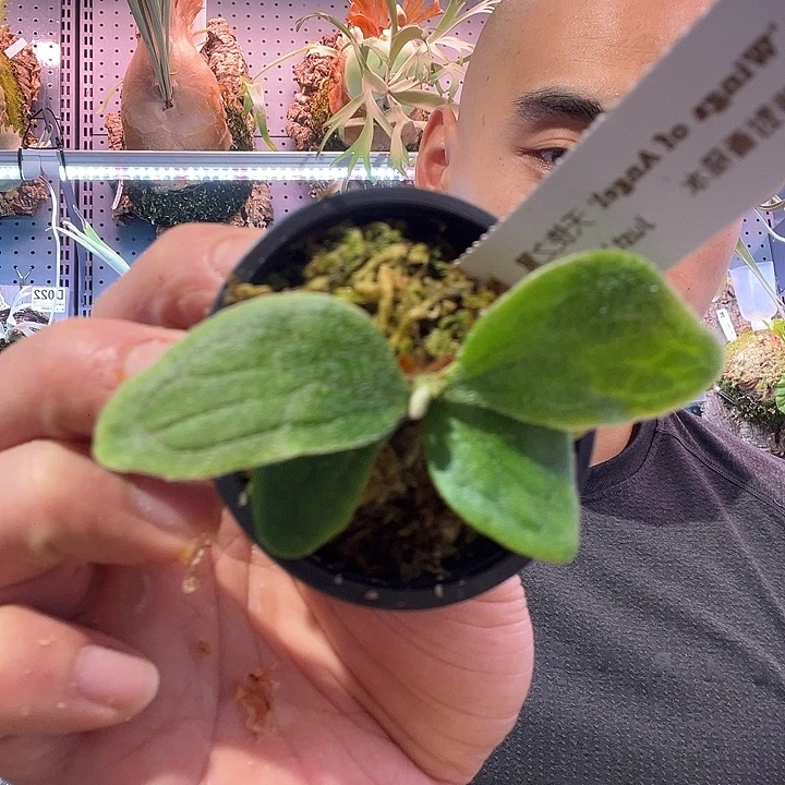 不开花植物天使之翼