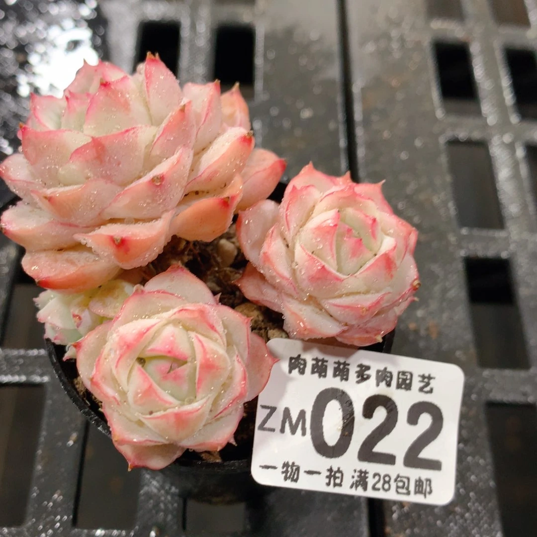 肉萌萌拇指盆精控多肉ZM022