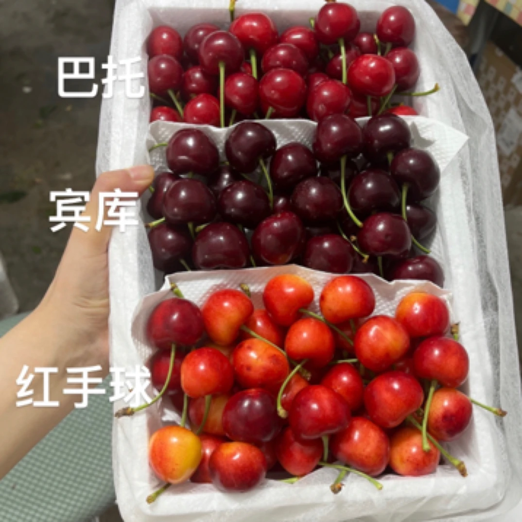 巴托 冰库 红手球 三拼樱桃