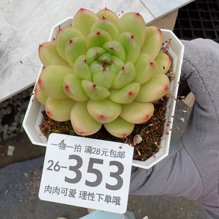 莱拉多肉无盆土发货无盆