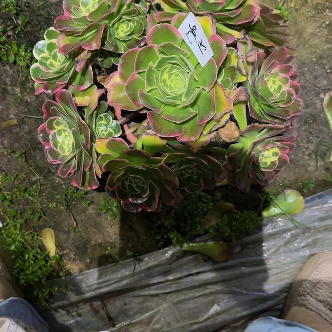 ?**?粉玲珑一物一拍清仓不包损，不退不换1760