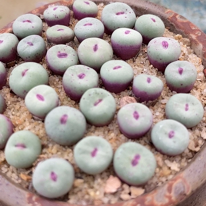 香肠嘴SE小红嘴一颗。