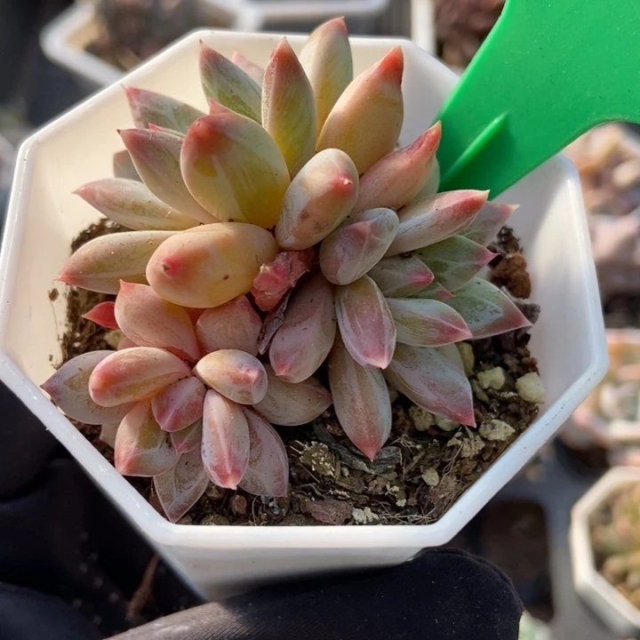 603梦幻美人多肉植物