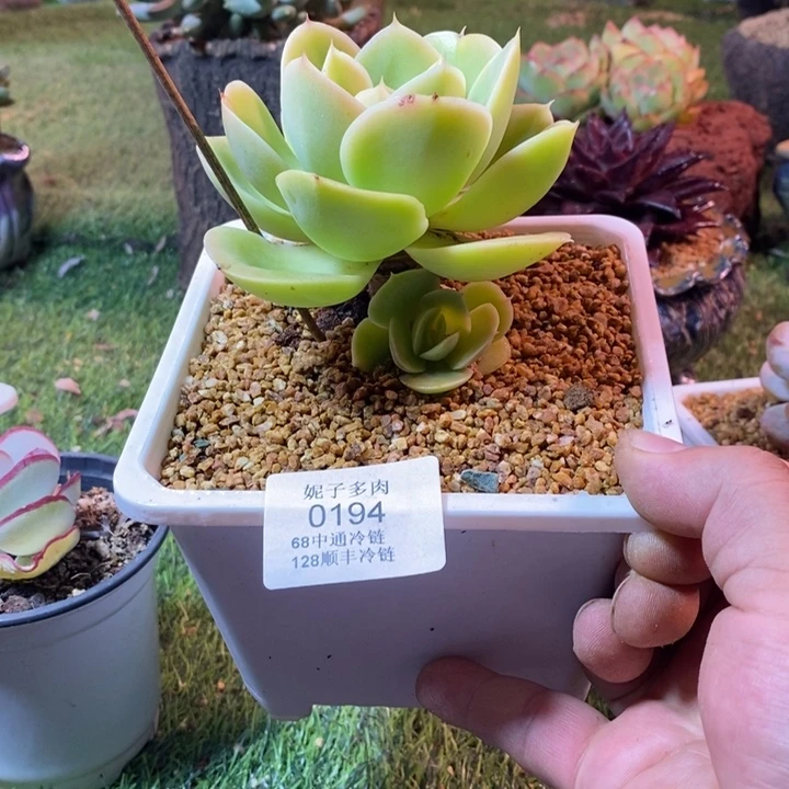 0194啊啊啊啊啊啊啊啊啊啊
