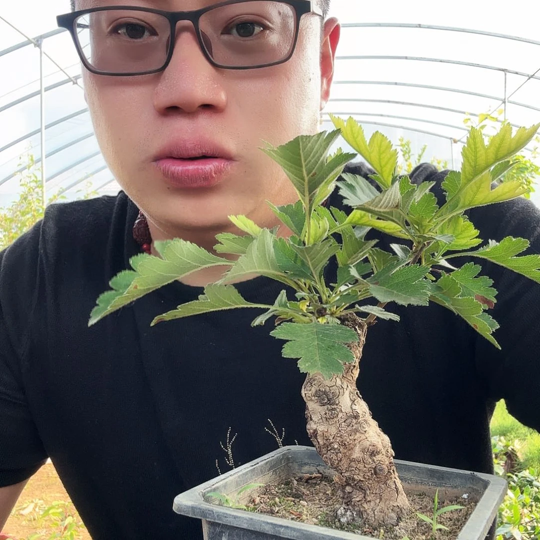 当前无花朵，栽培后可花朵D****.