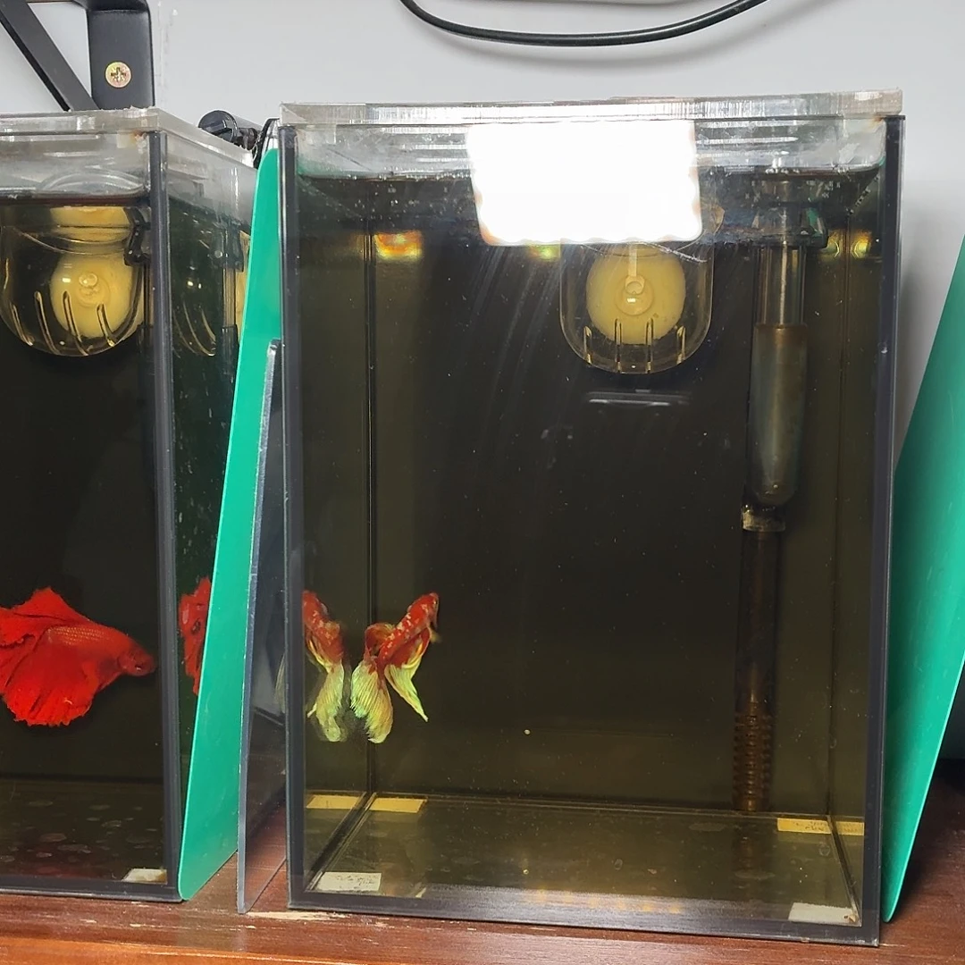 斗鱼巴塞隆半月公鱼