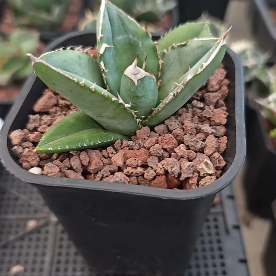 大白鲨仁王冠龙舌兰
