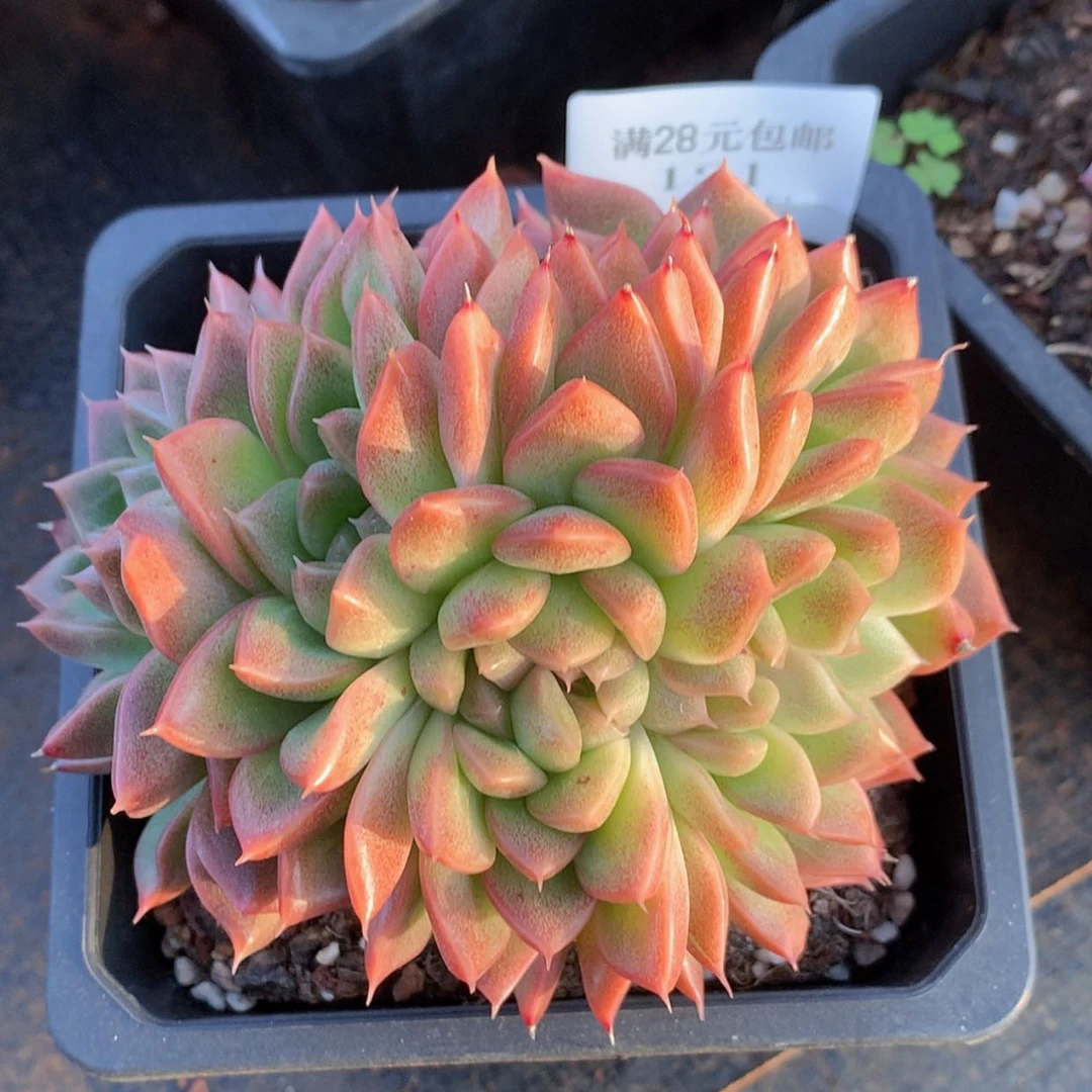 【闪购商品】云121号