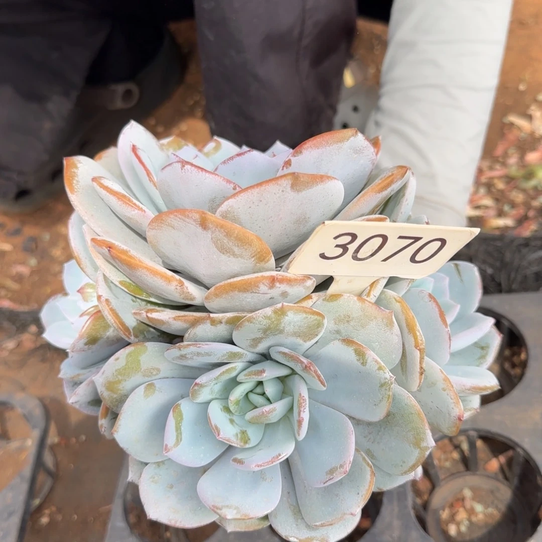3070。     奶茶四头