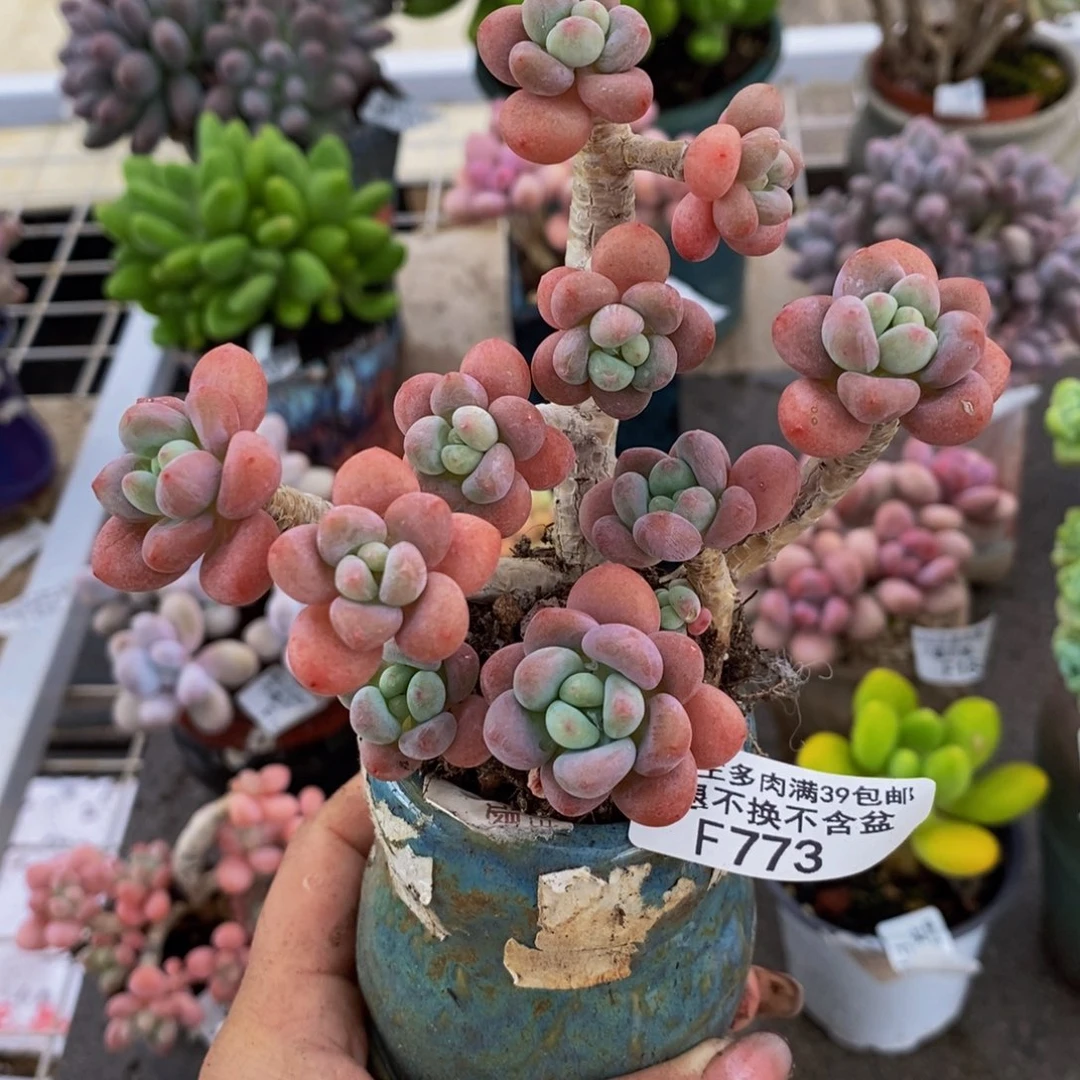 鱼子酱773/7cm多肉