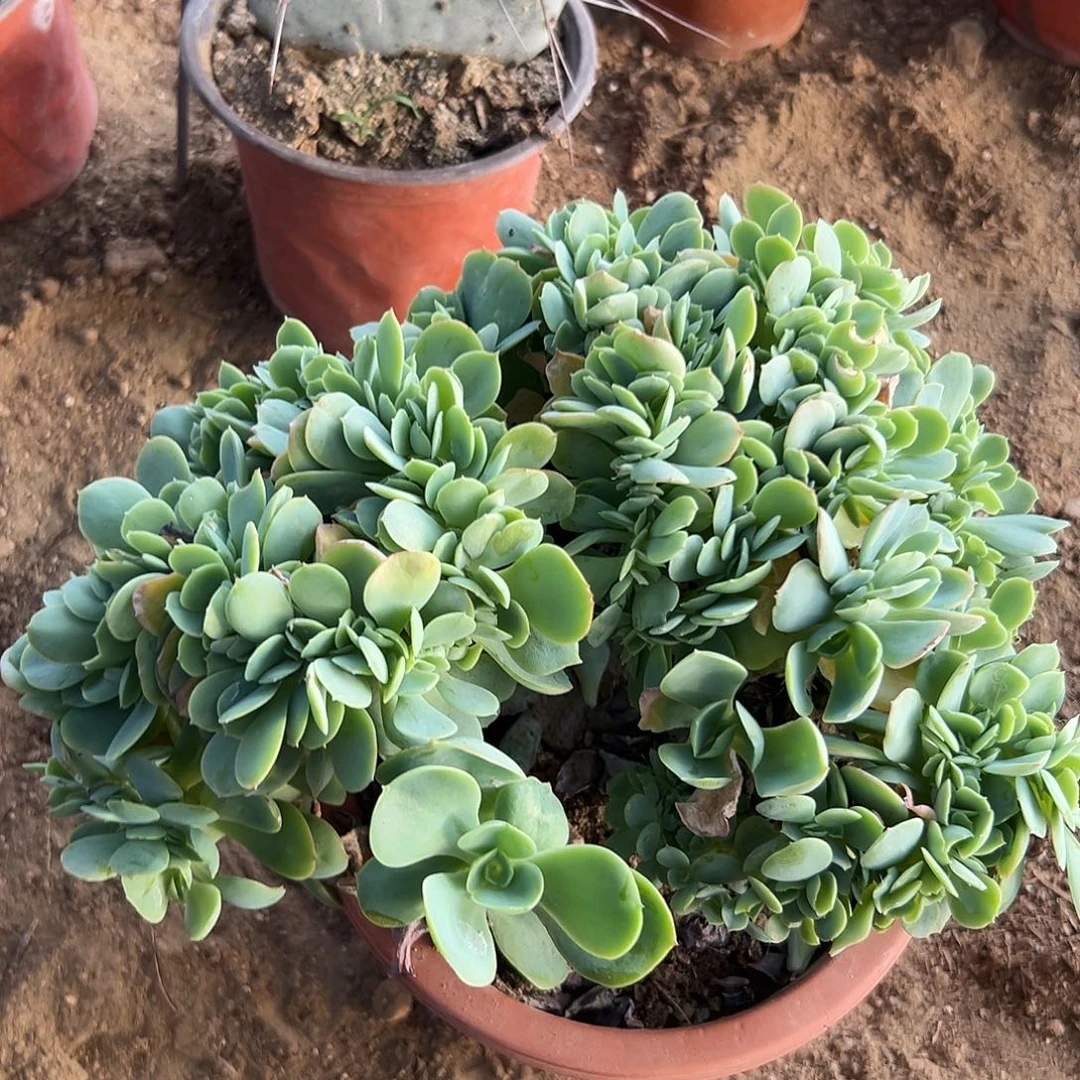 多肉植物奇兵碧桃朵朵缀