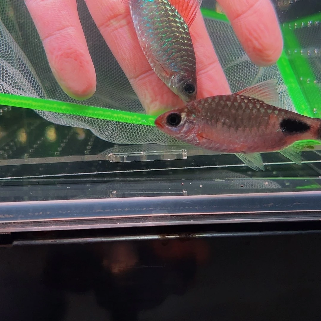 工具鱼黑影鱼鱼鱼40