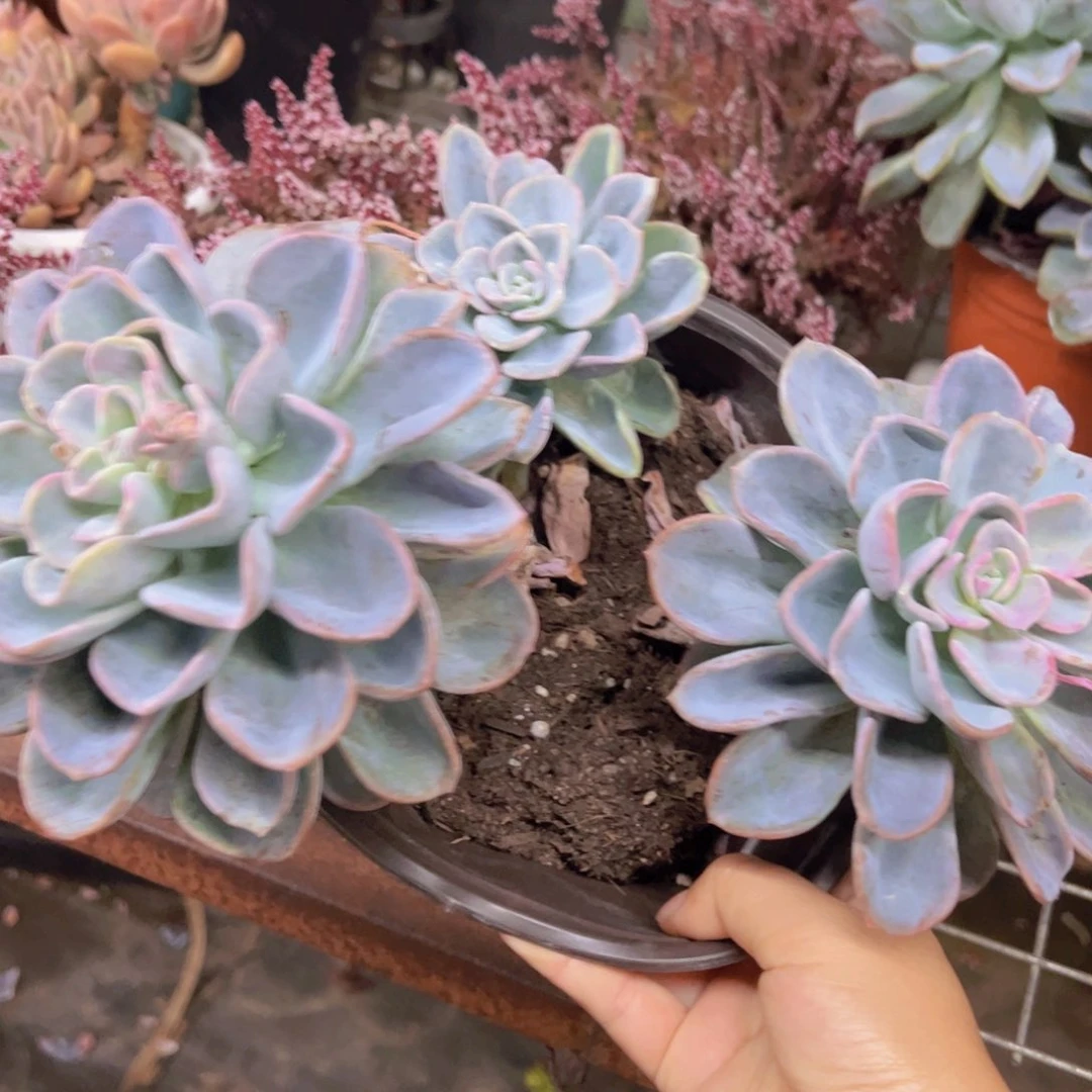 美尻大双头带仔，230杯