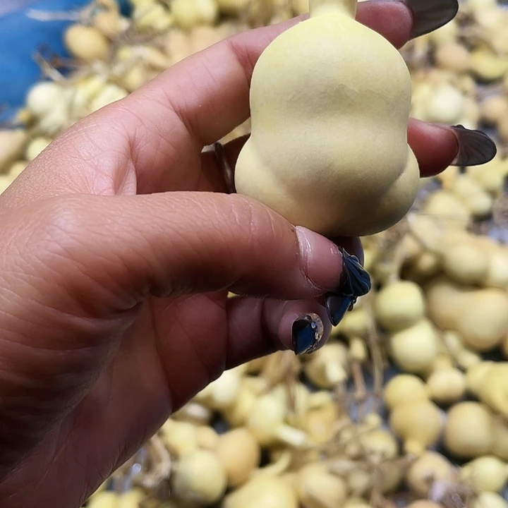 比***耶大叶紫檀（黑酸枝木类）