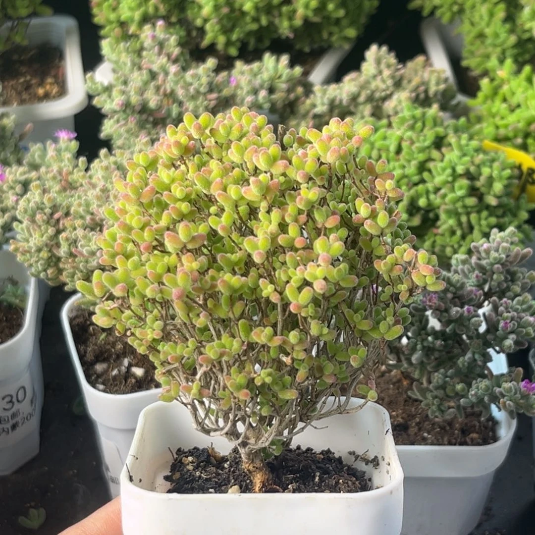 948棒棒糖蜜桔。