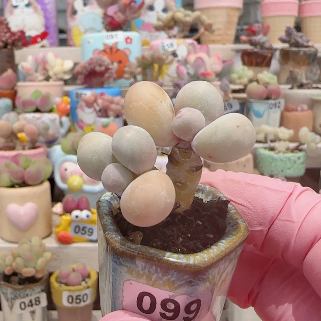 N****造型双头蛋黄奶 盆口2.5cm