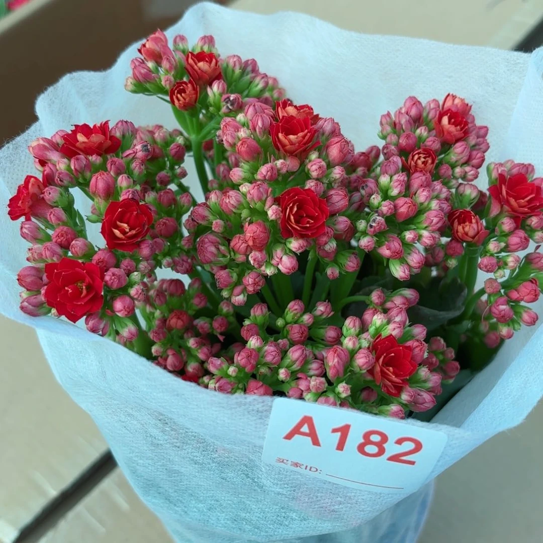 A182红狐狸长寿花一颗