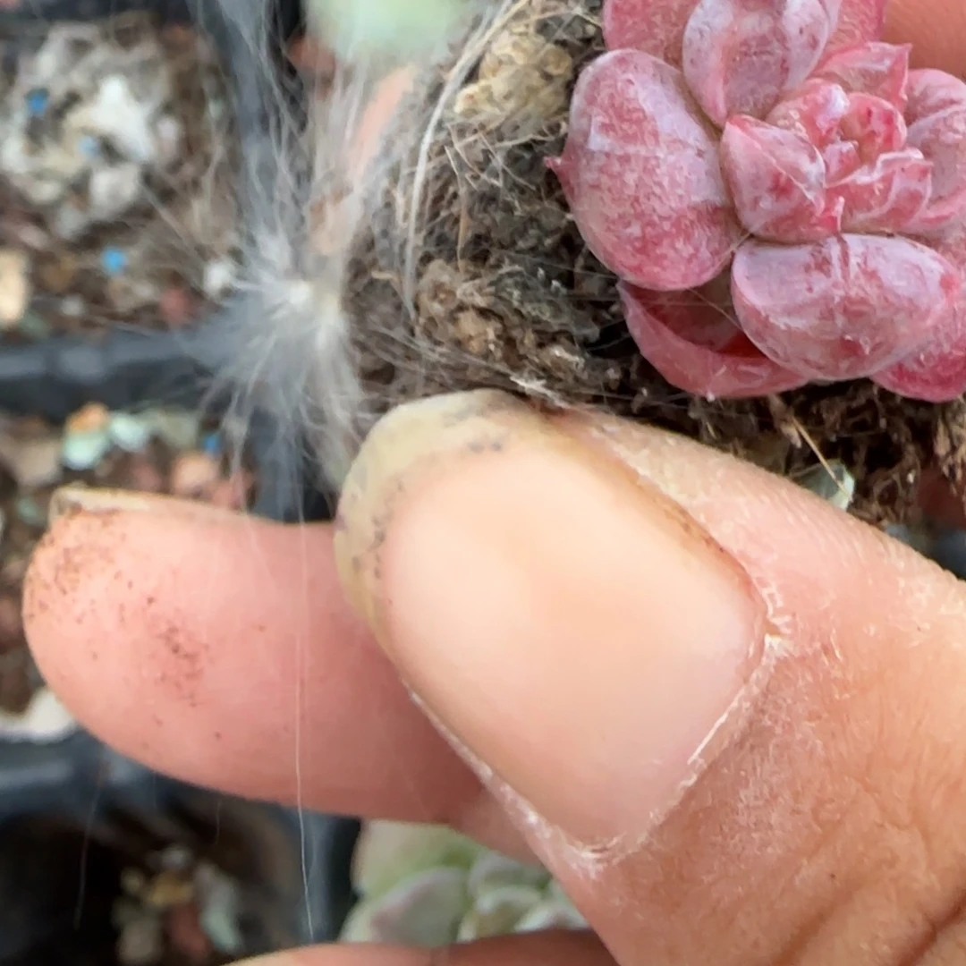 小卡拉米糖心一物一拍