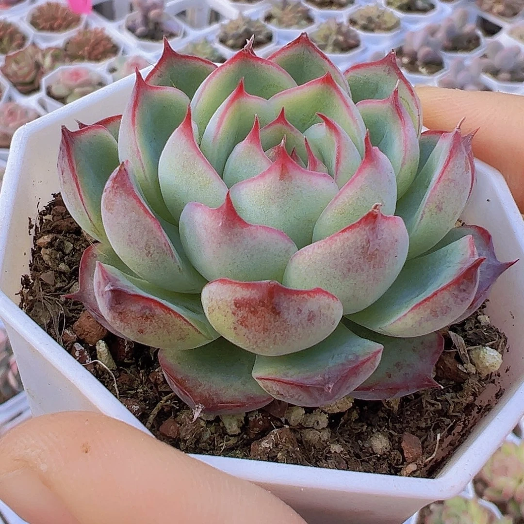 勾魂仙子19包邮多肉