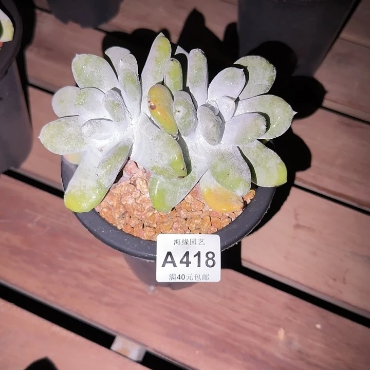 拇指仙女杯多肉植物