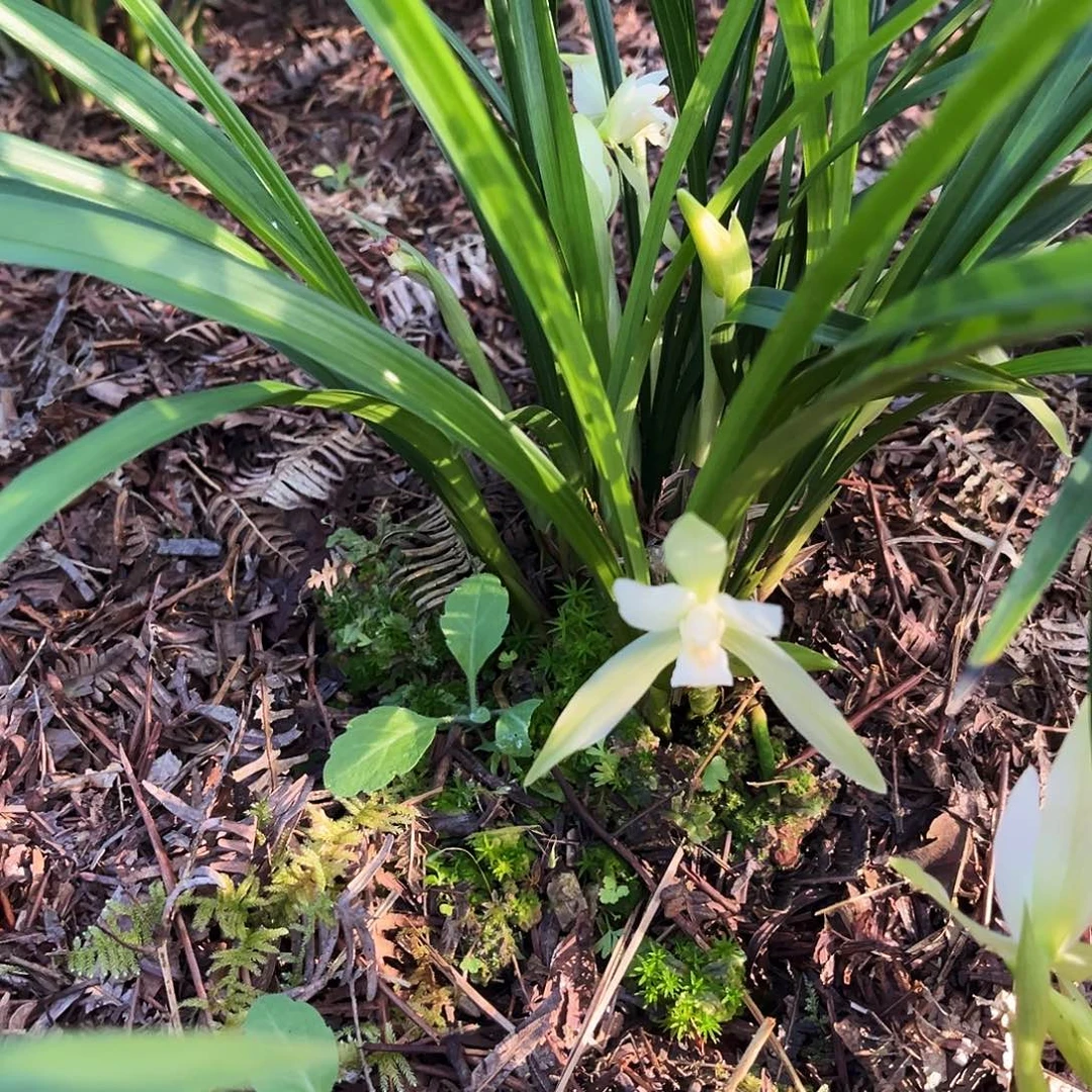 大部分花苞少量开放