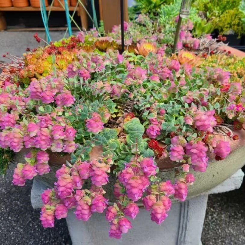 【折纸画】垂钓绿植好看好养会变色