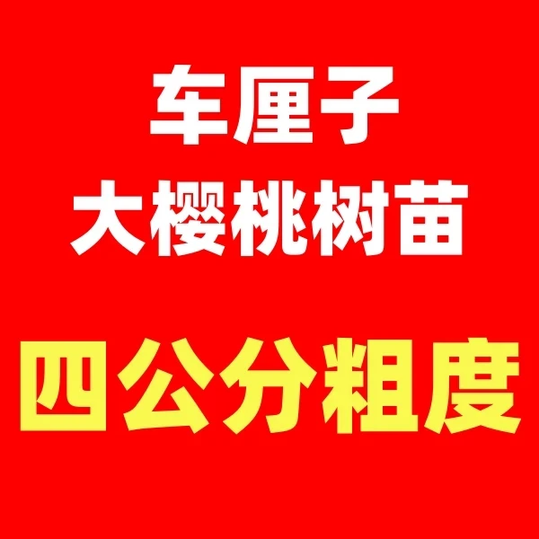 【粗度四公分】车厘子大樱桃树苗盆栽地栽南北方种植