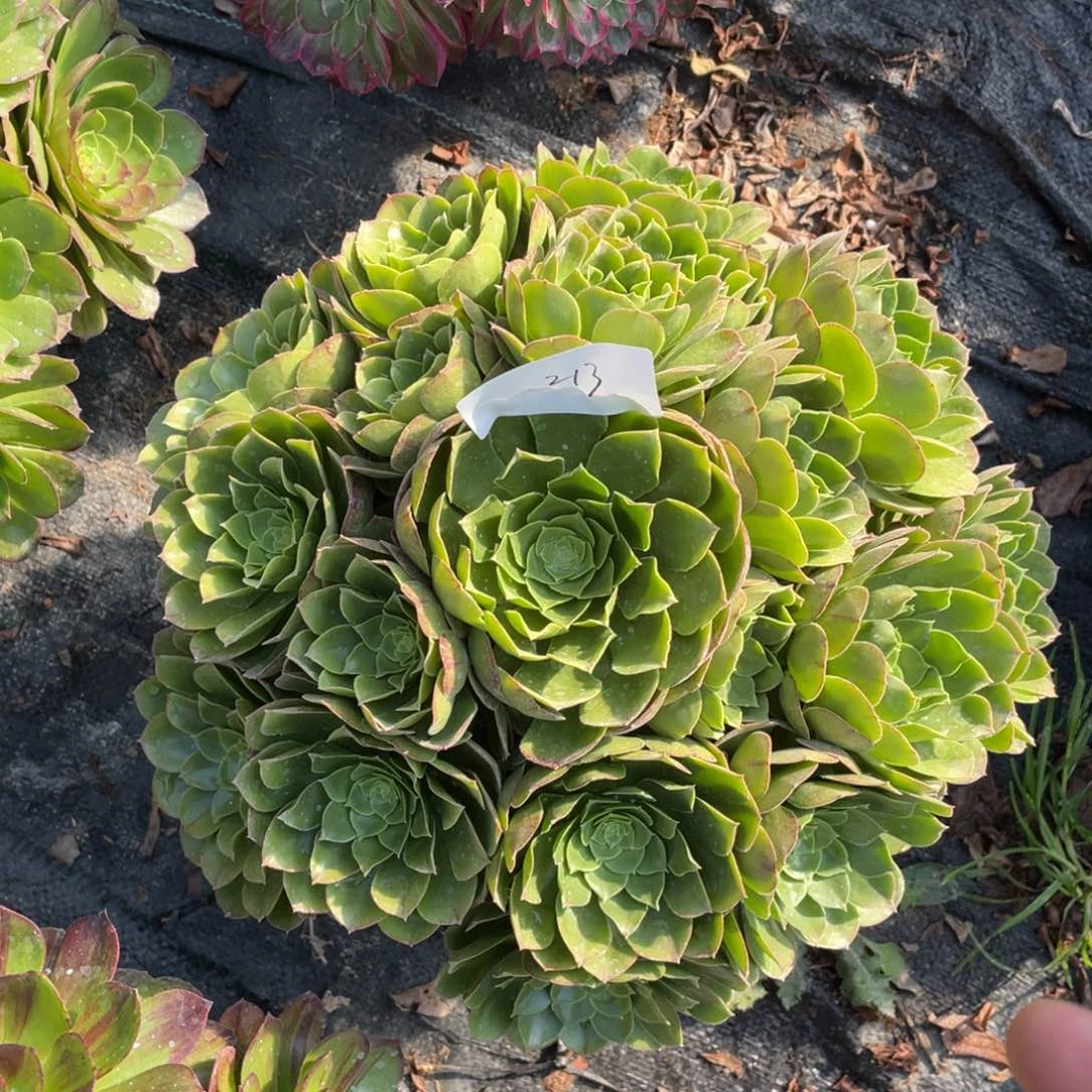 老五多肉213111111