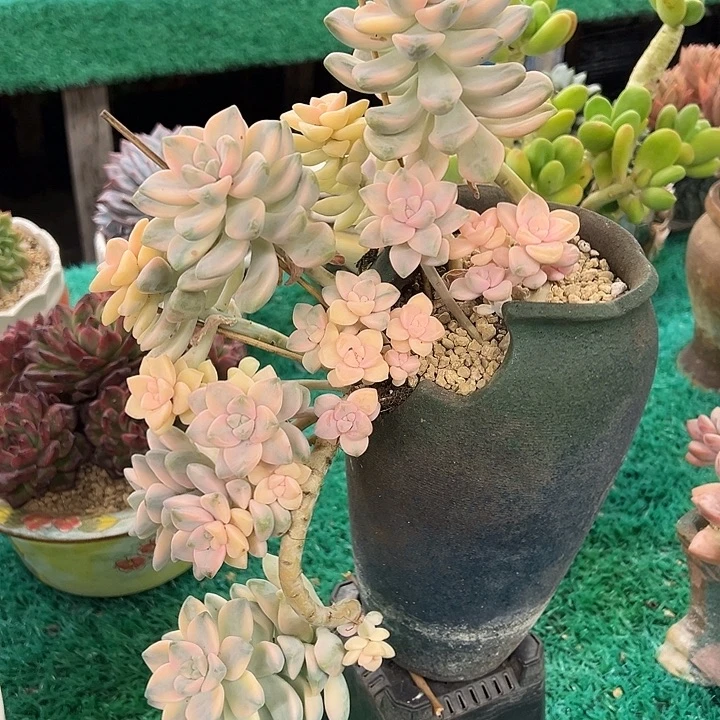 美杏锦，，，，，，，，，，，，，，，