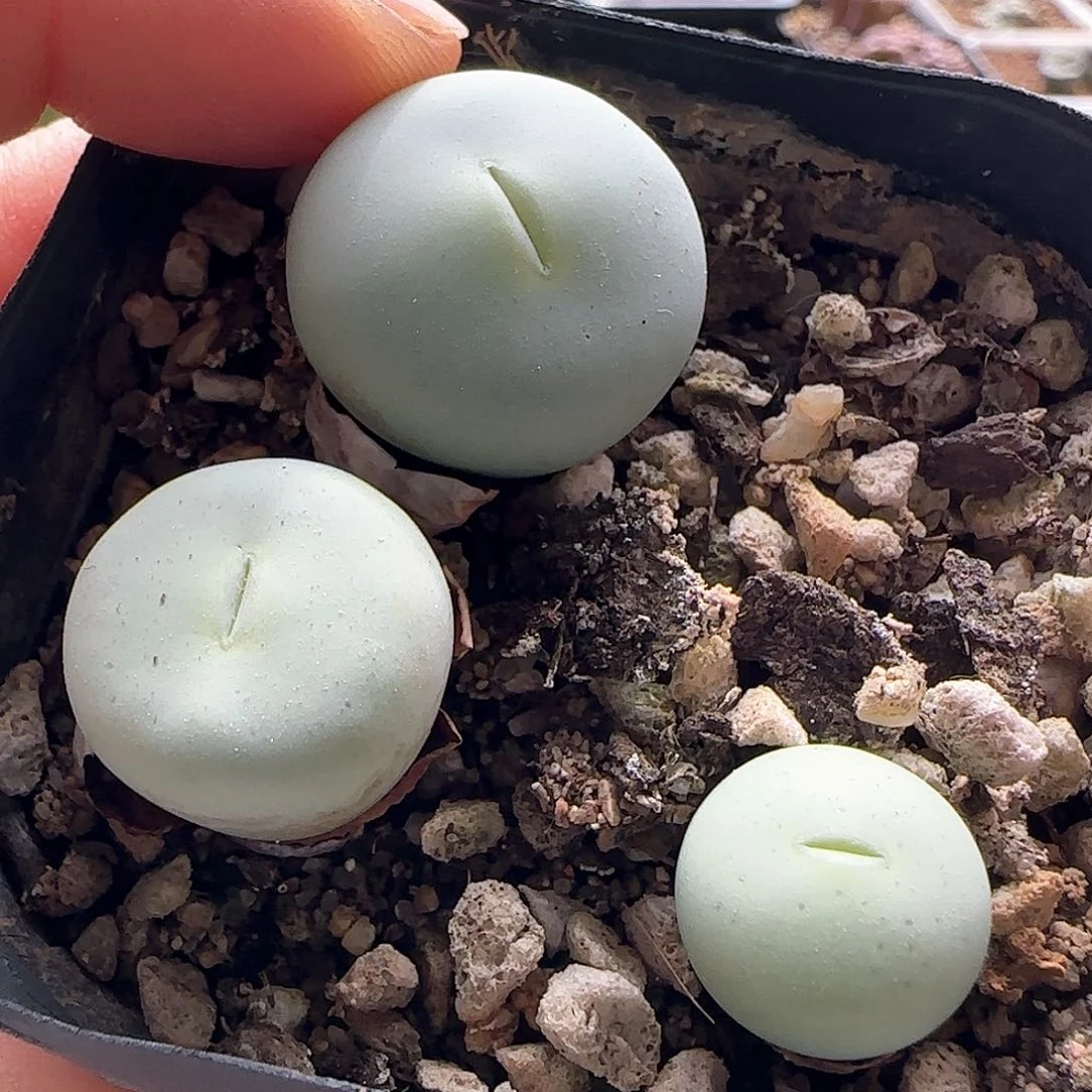 脱土发货哦25171