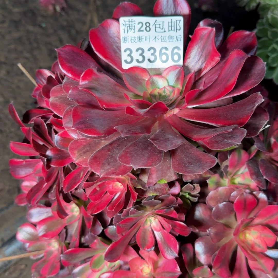 33366美杜莎多肉植物