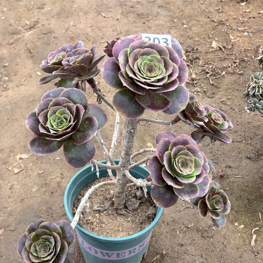 多肉植物魅金玫瑰203