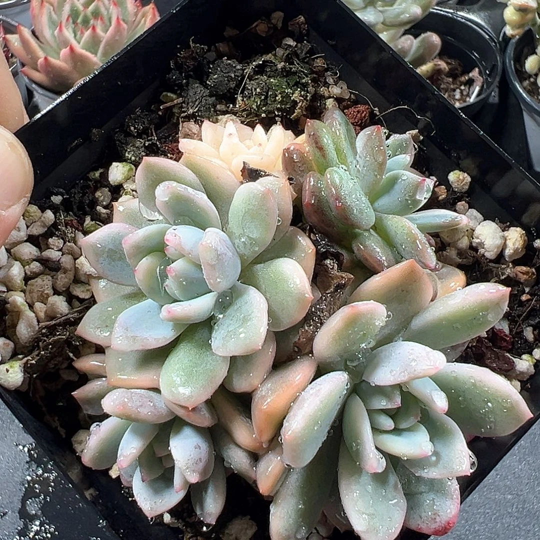 梦露锦 小方花圃一物一拍