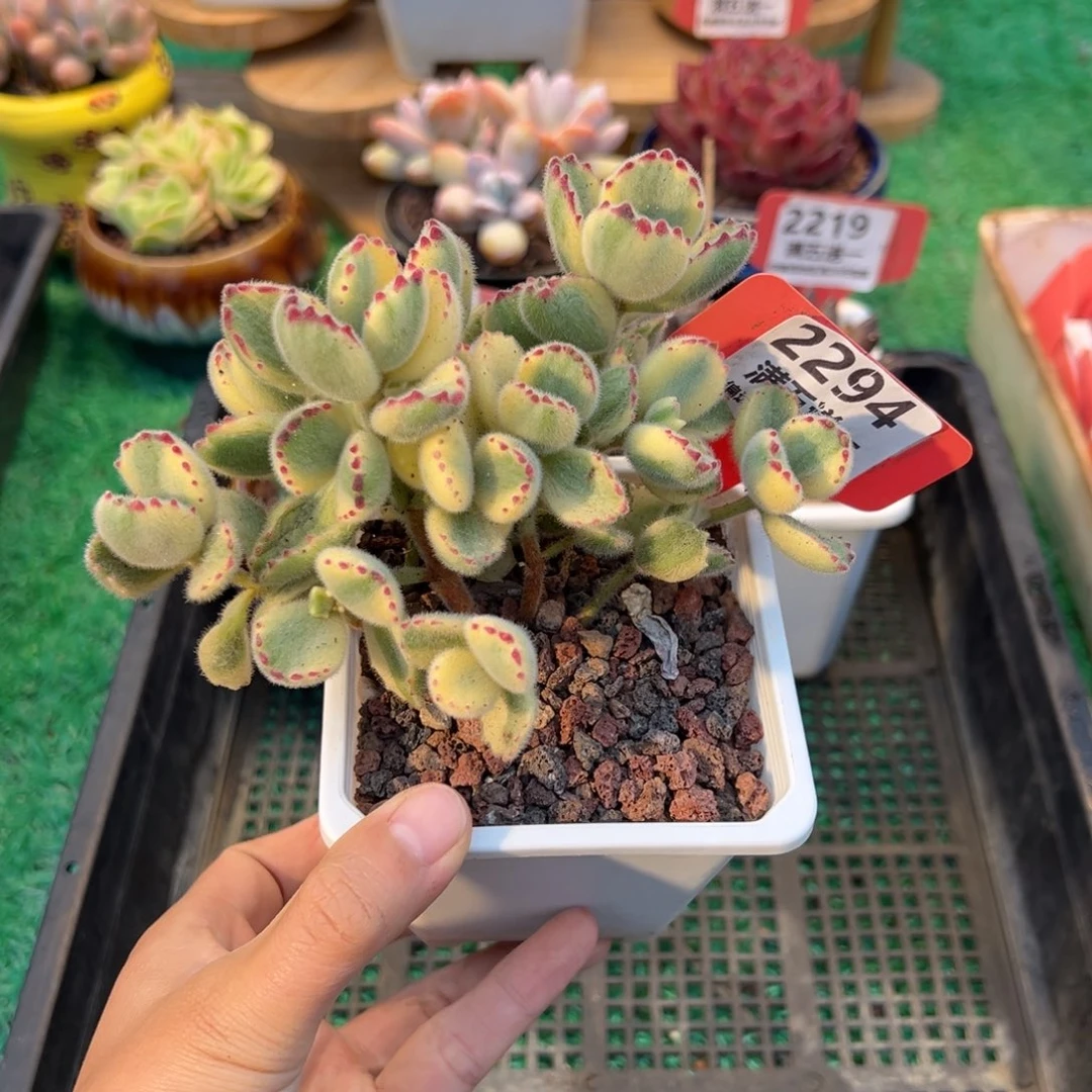 表妹精品多肉2294.