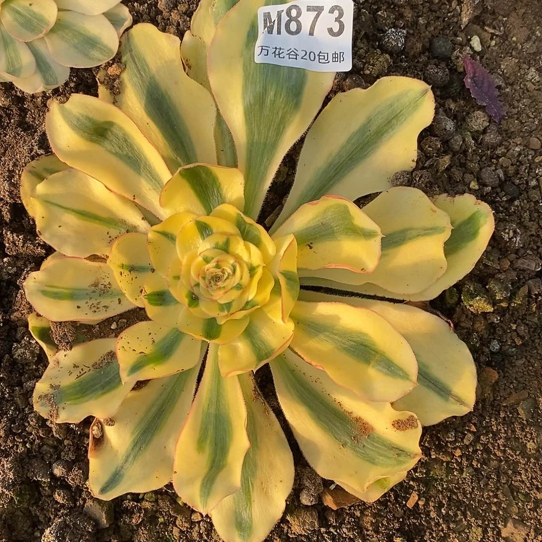 873王妃多肉植物