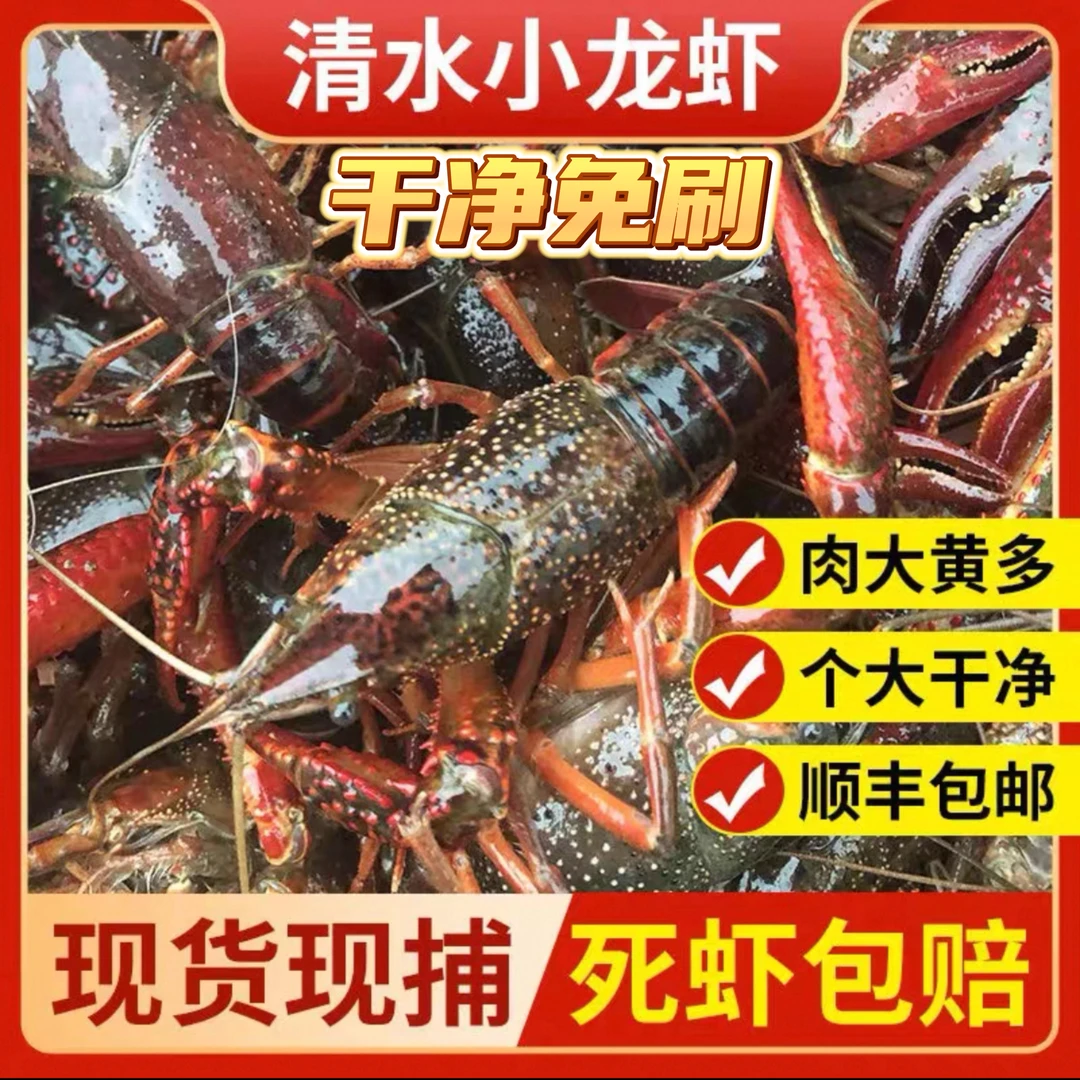 湖南沅江顺丰包邮鲜活批发4567钱小龙虾