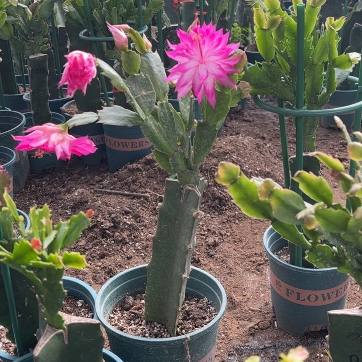 012➕尤利迪两颗脱土发货