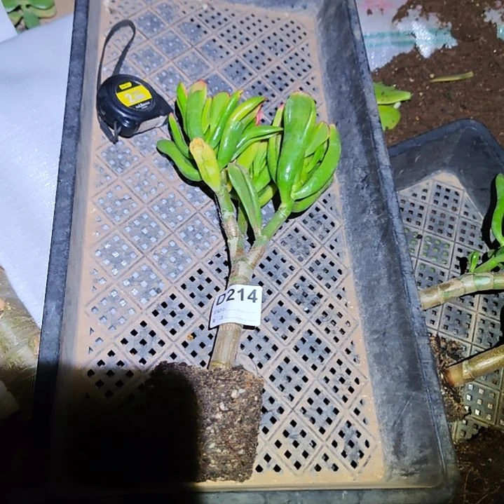 素***颜黄金吸财树花月 214