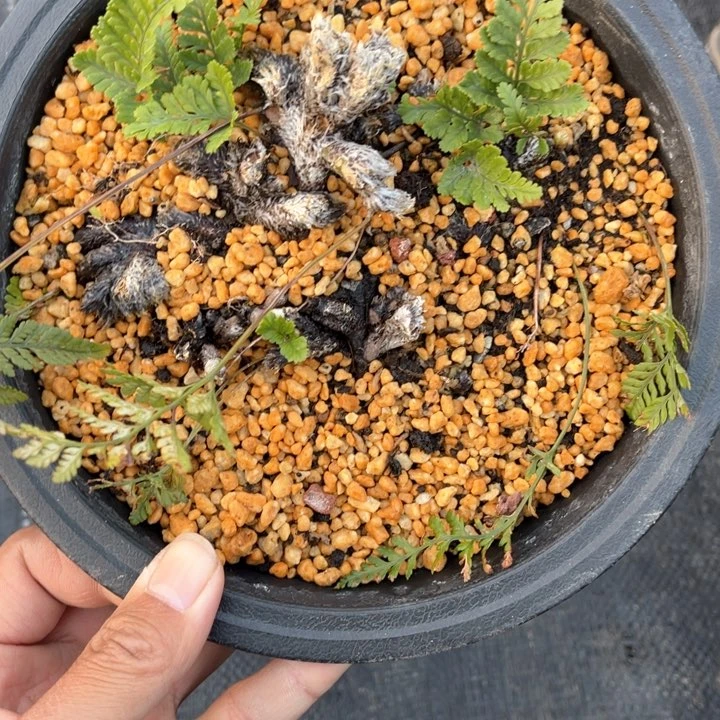 山野山野草盆栽K***n山野山野