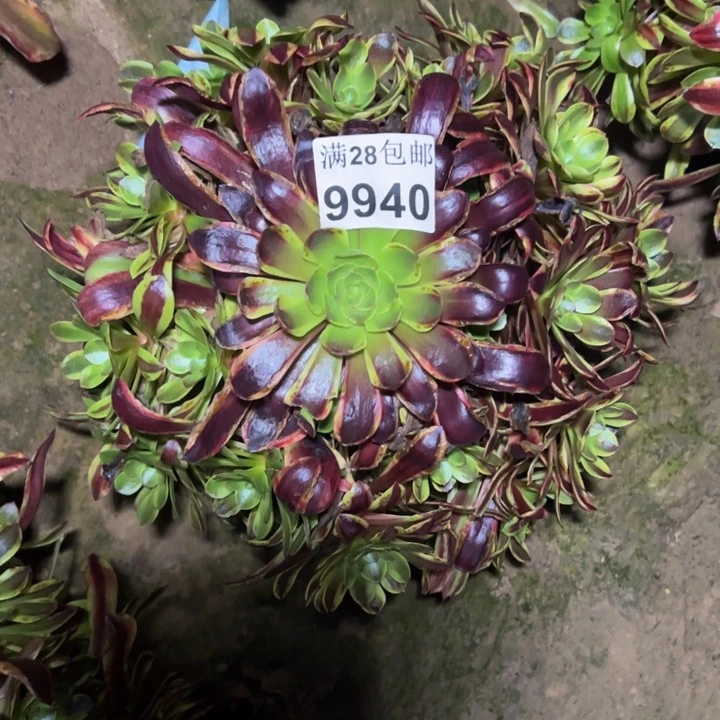 9940南欧嘉多肉植物